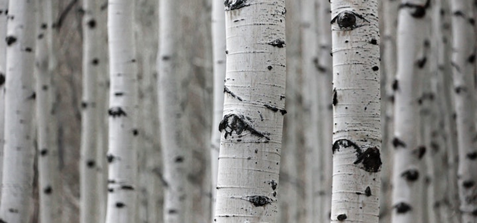 Birch Sap