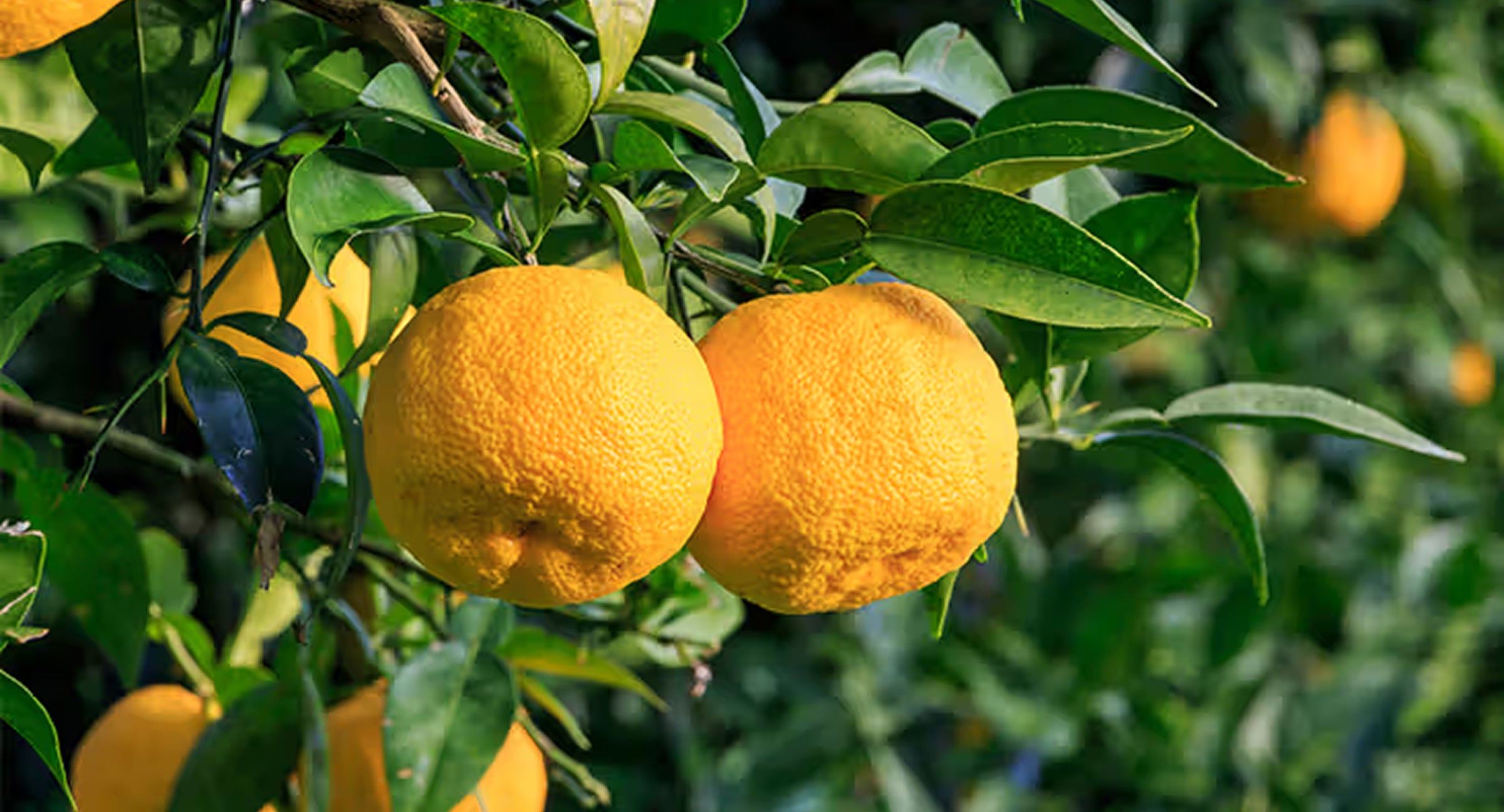 Yuzu / Vitamin C–rich extracts